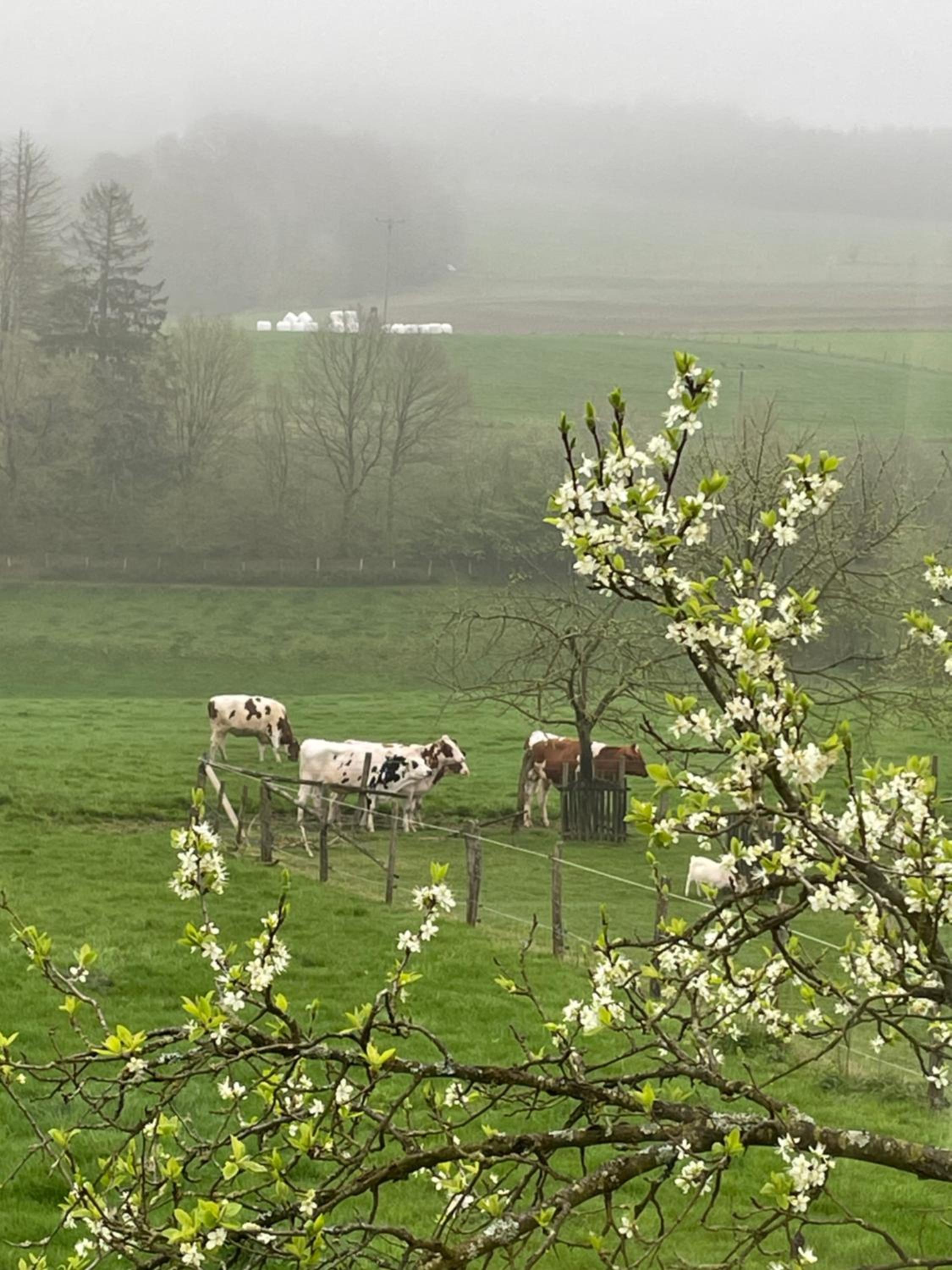 Fewo Landliebe