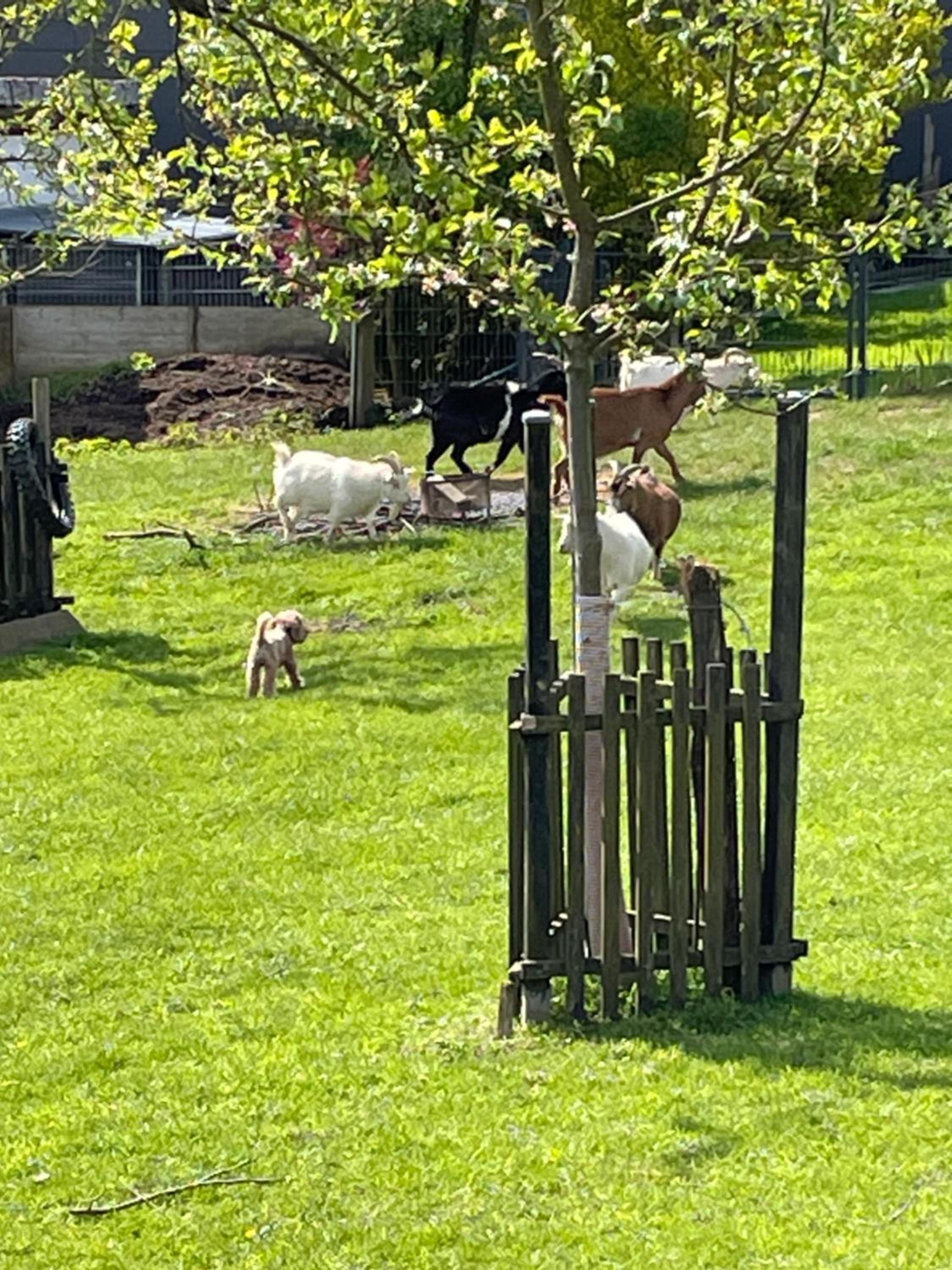 Fewo Landliebe