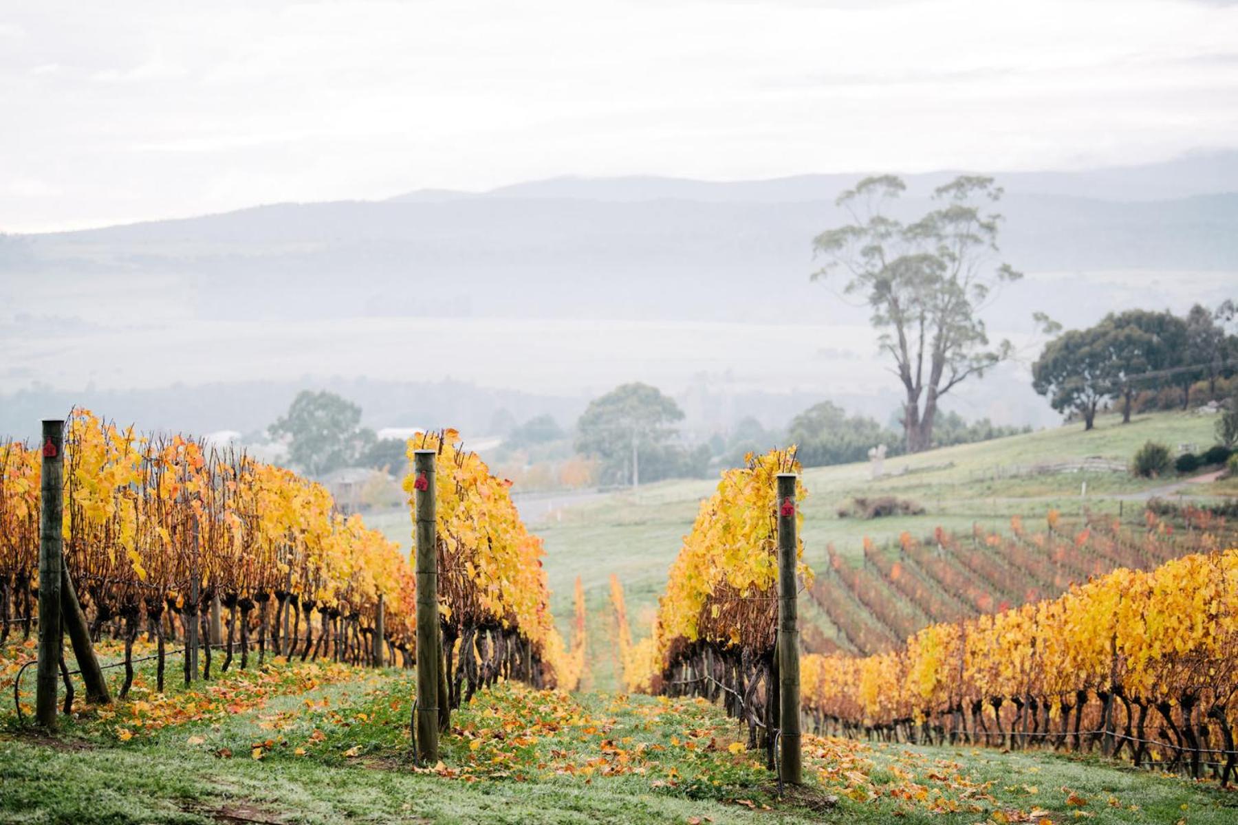 Bundaleera Vineyard and Farm Stay