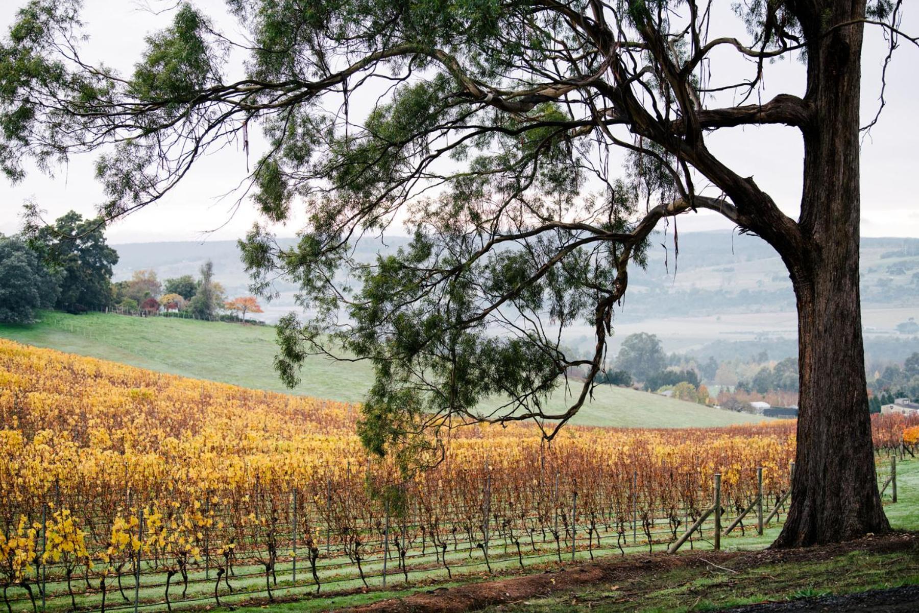 Bundaleera Vineyard and Farm Stay