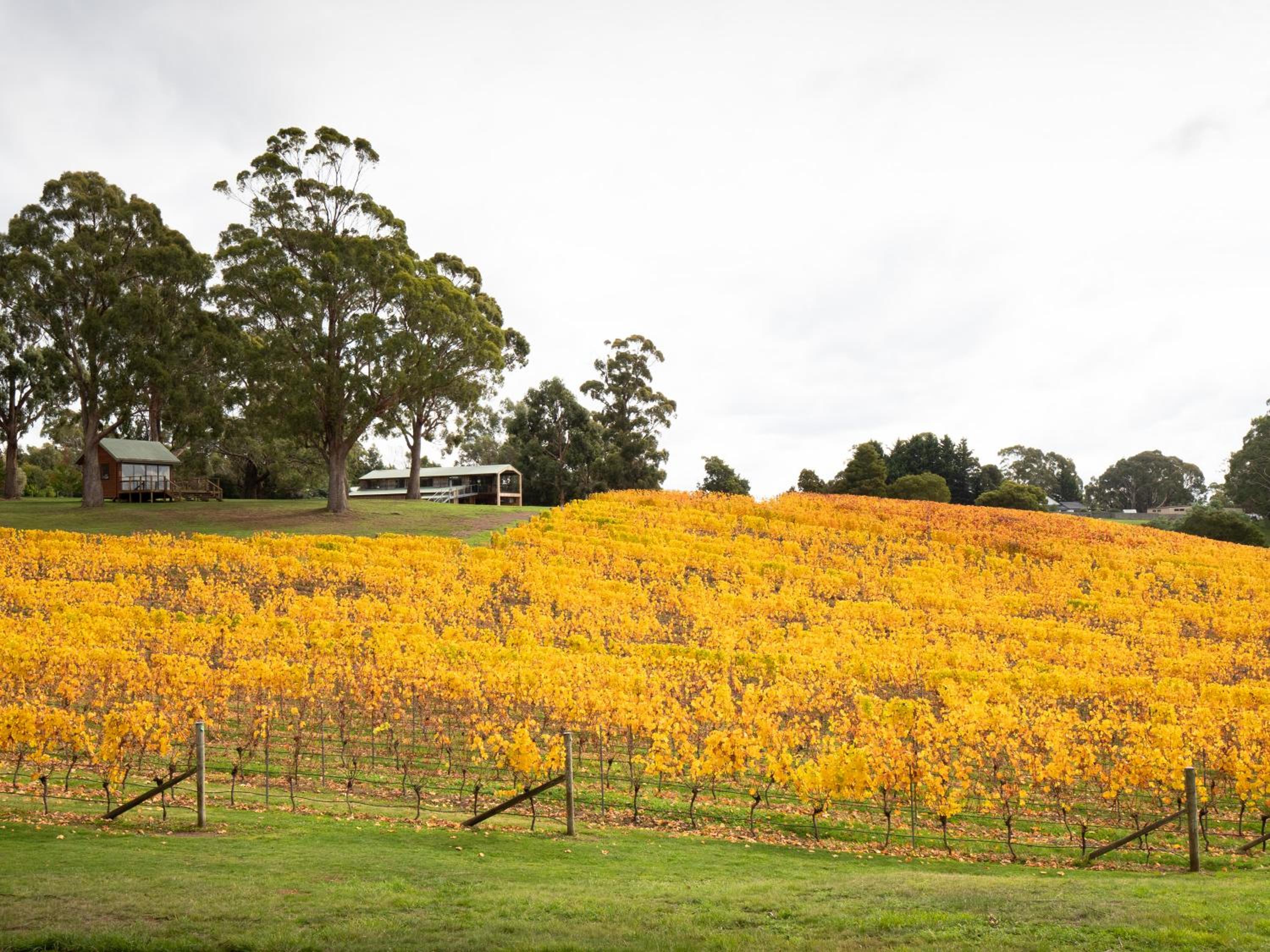 Bundaleera Vineyard and Farm Stay