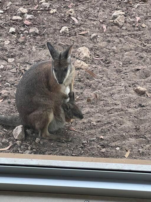 Kangaroo Island Supashak