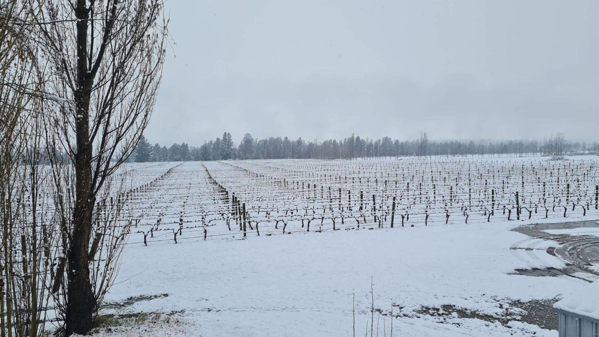Under the Vines in Earnscleugh by Tiny Away view 3