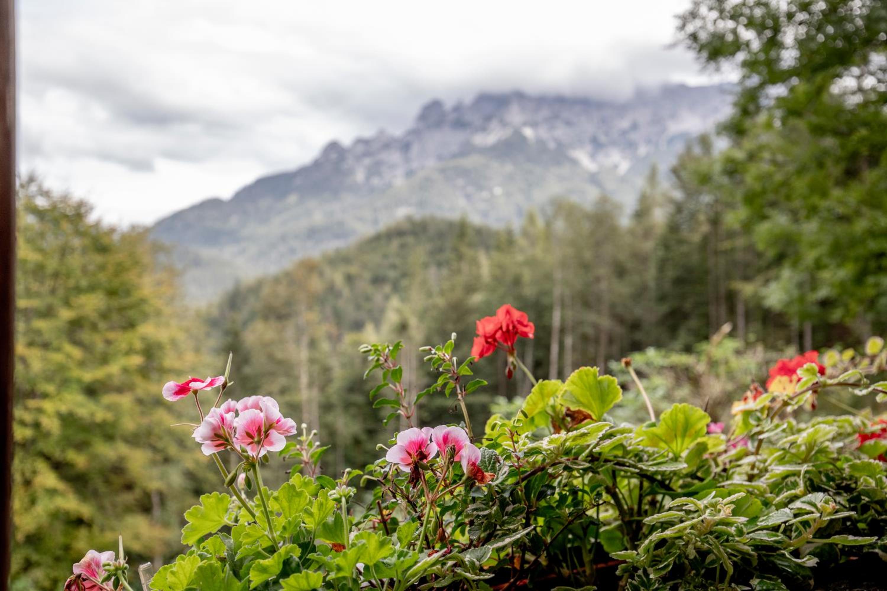 Talsenalm Wald Habitat