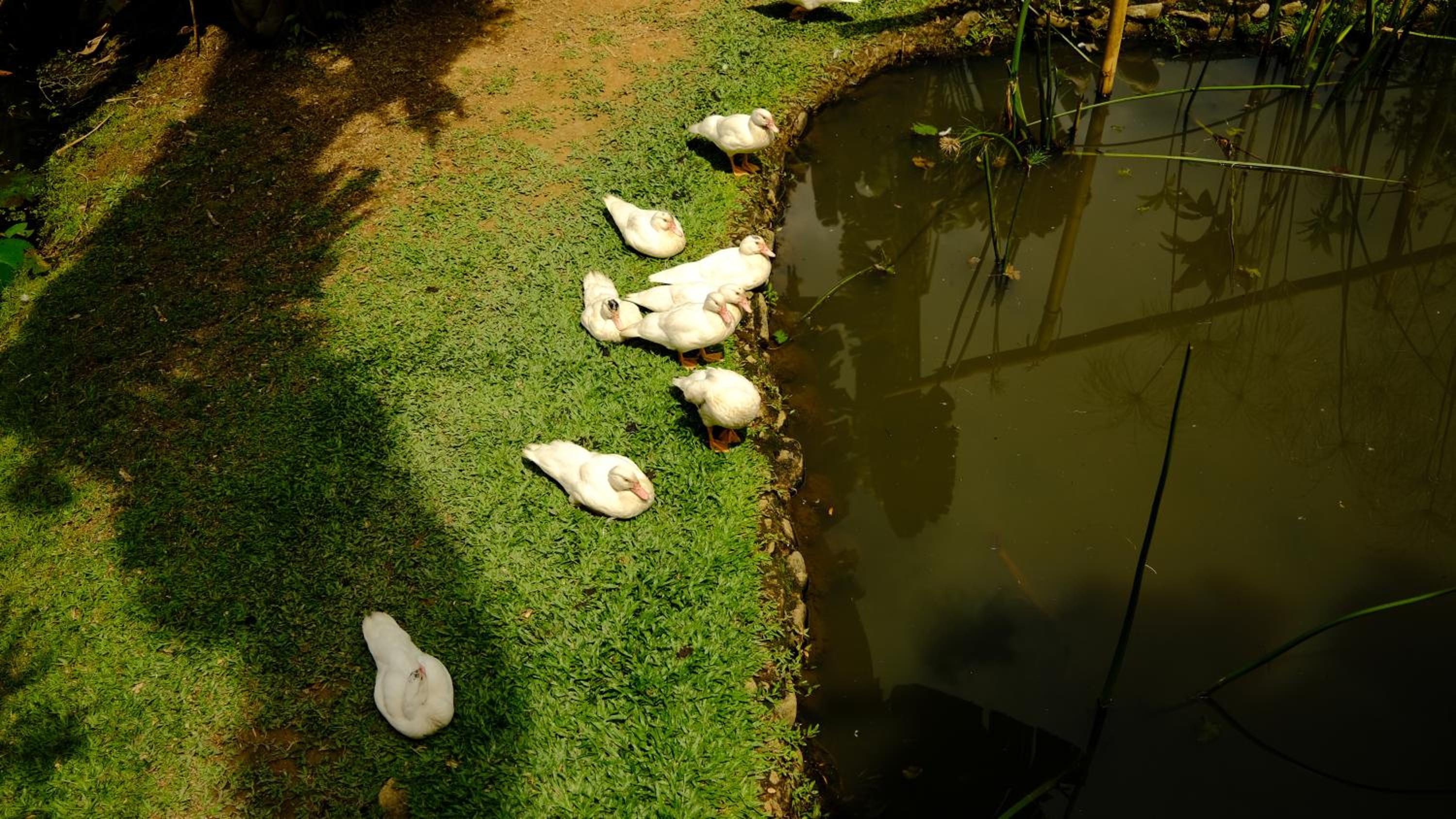 Rumah Sentosa at Sentosa Janda Baik photo 5