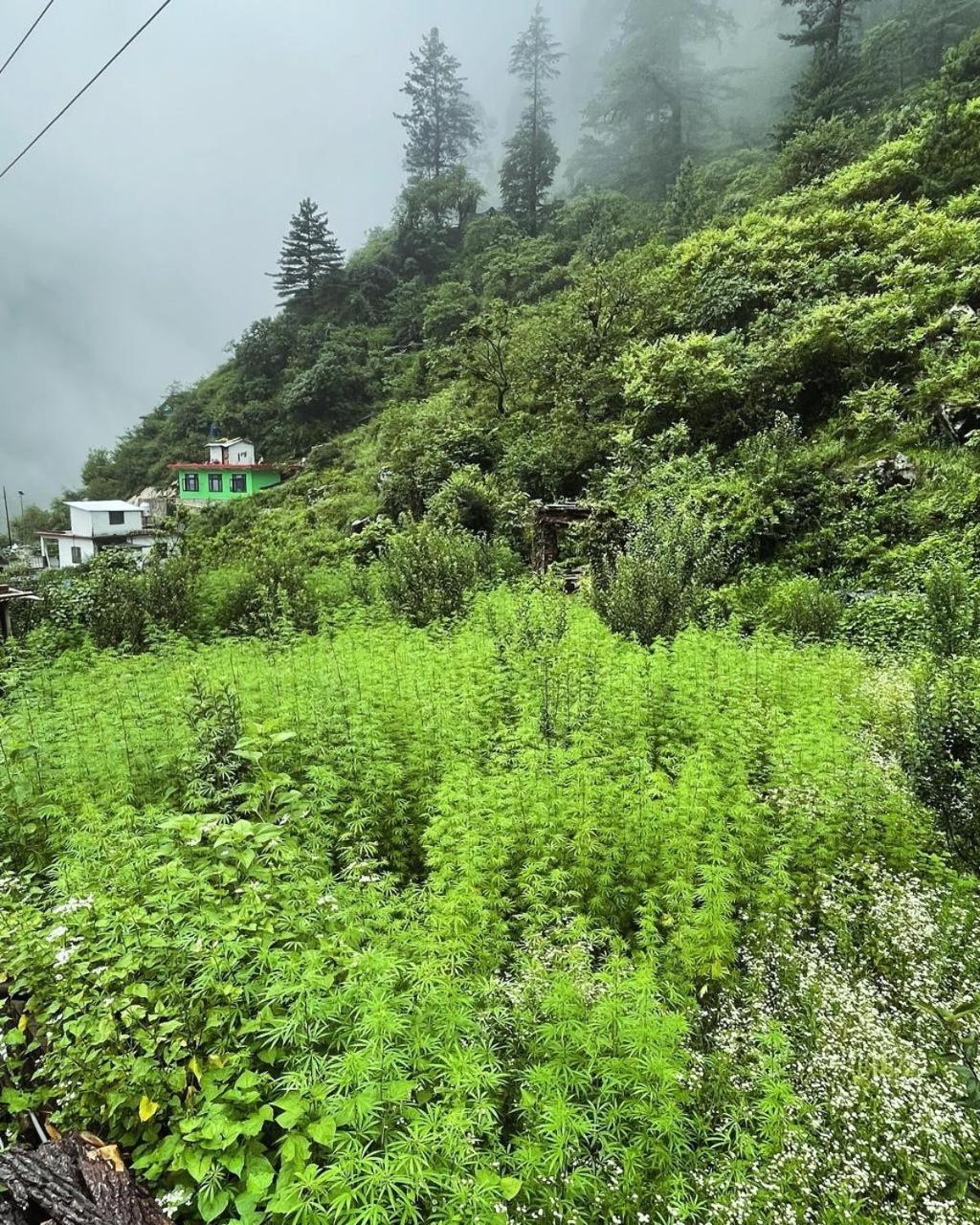 Trippy Homestay