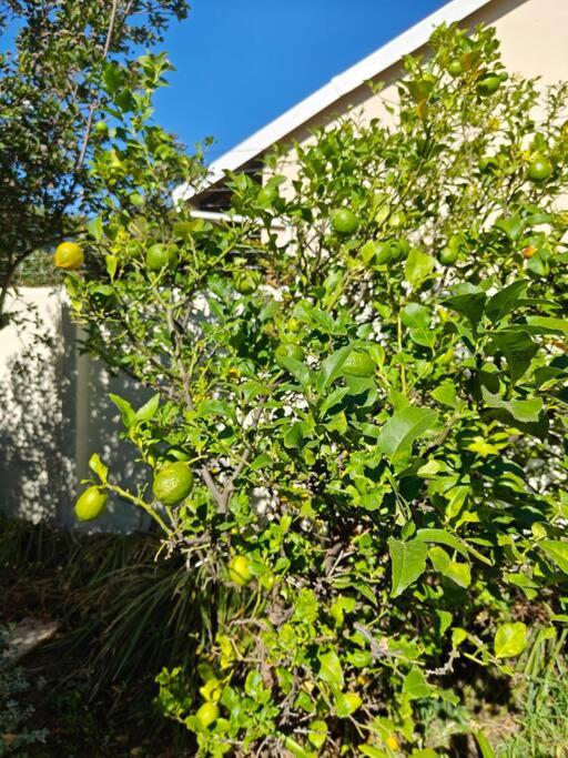 Blessed House Luxury into Nature in Sandton Apartment Home