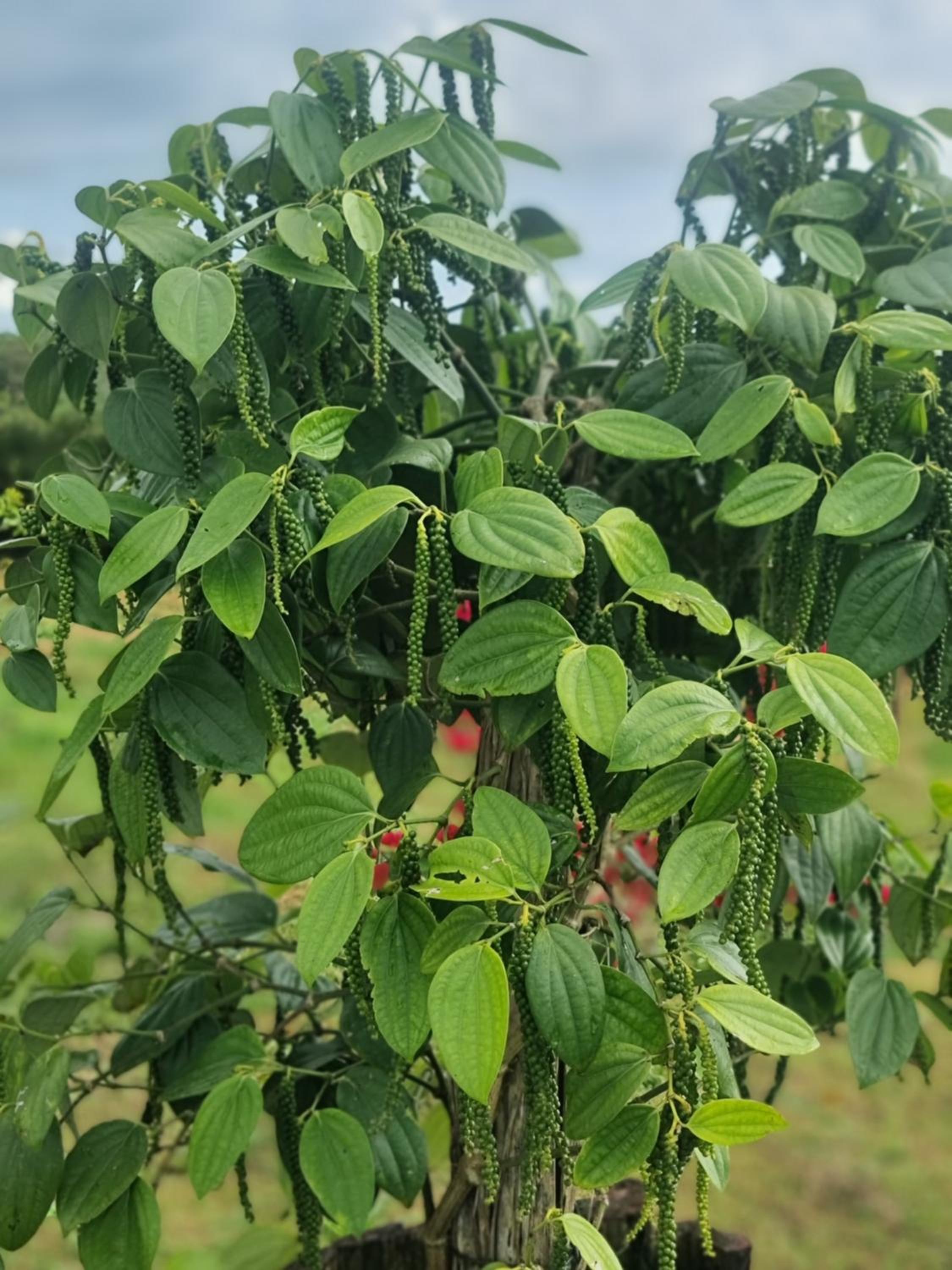 Fazenda de Jehne