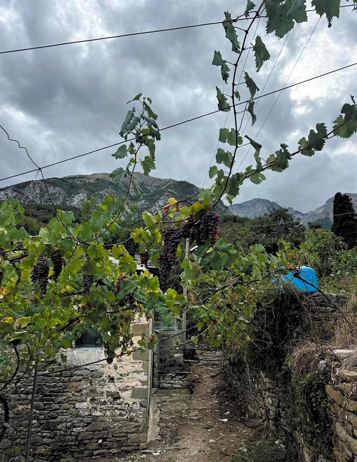 Vila Jani