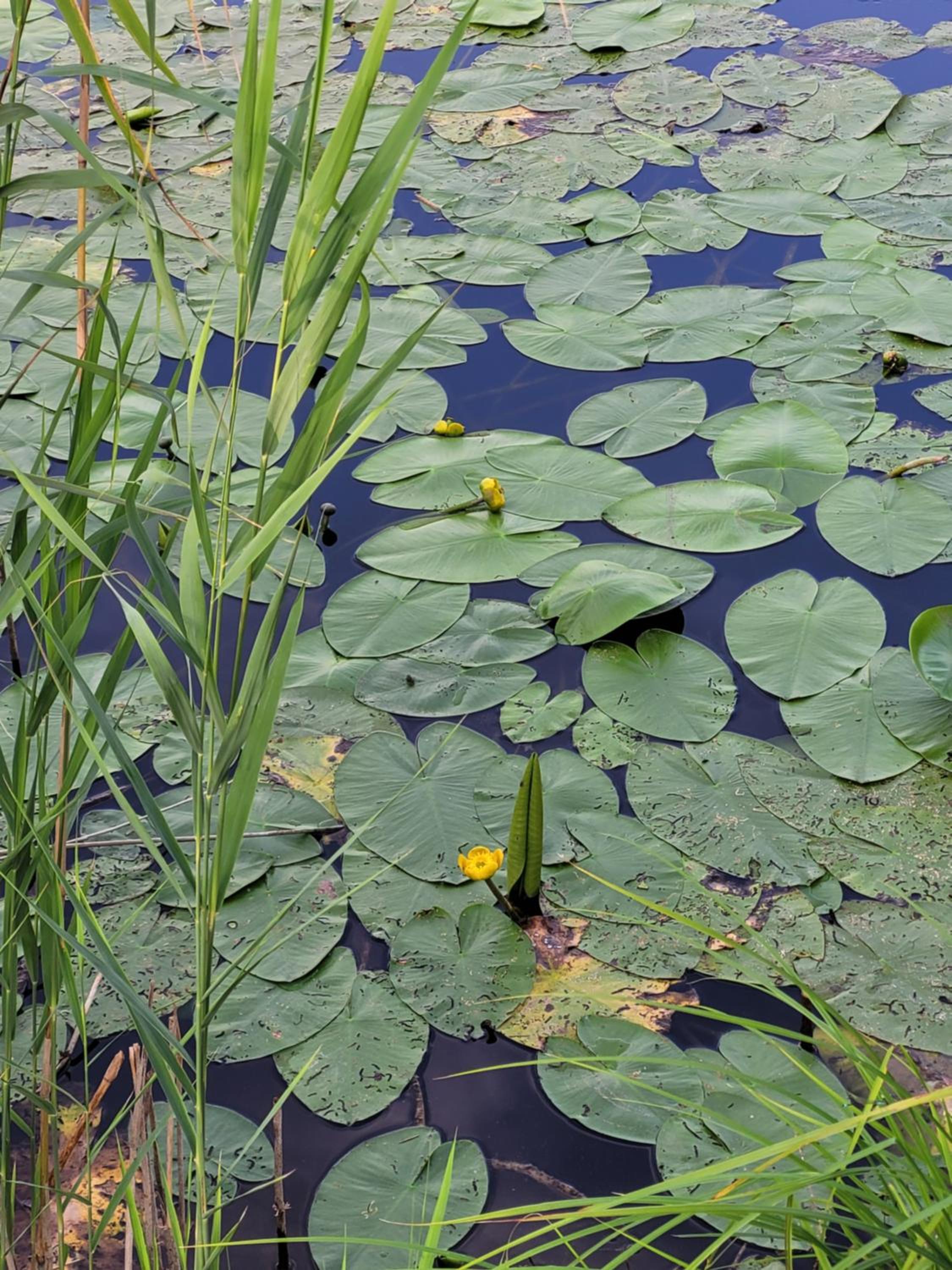 Domek Manipura-ogród,spokój,natura