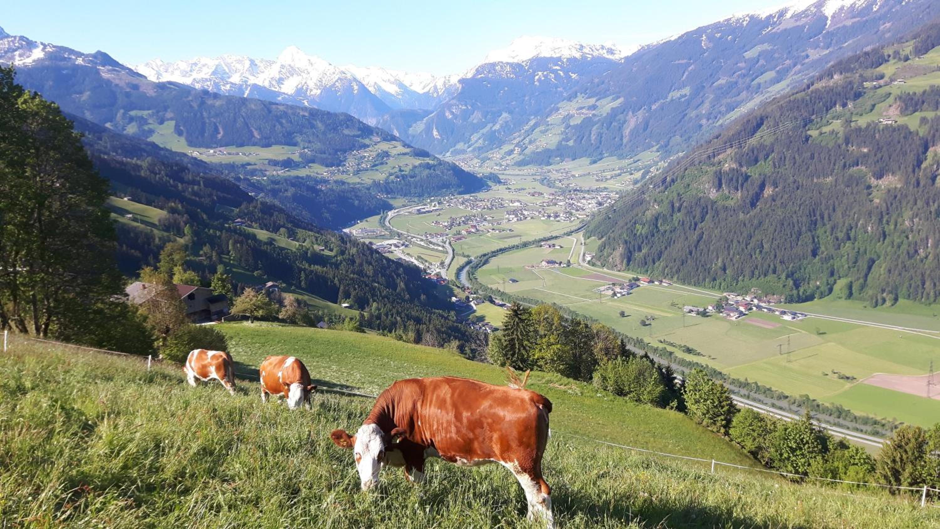 Nesterhof