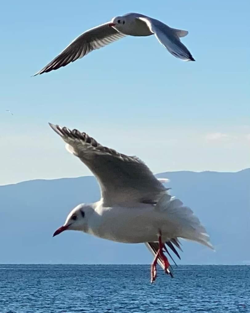 New Apartament photo 2