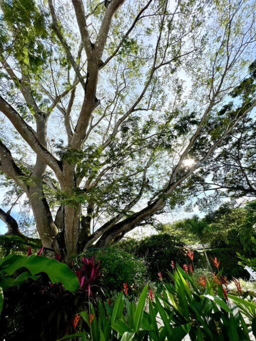 CU28 New 3 Bdrm Home w Pool and Guanacaste Tree