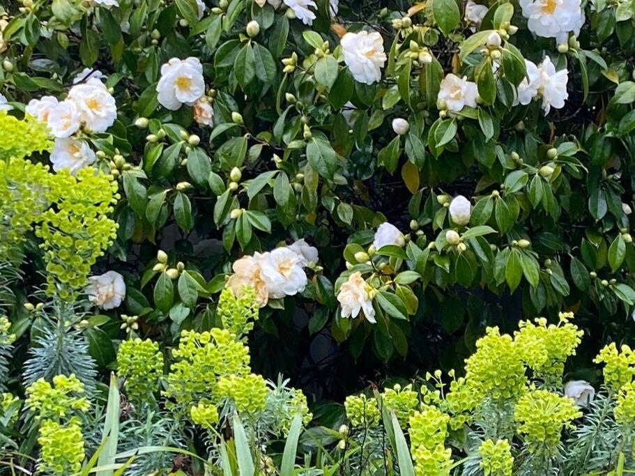 Hidden Hedges - 5 min walk to town