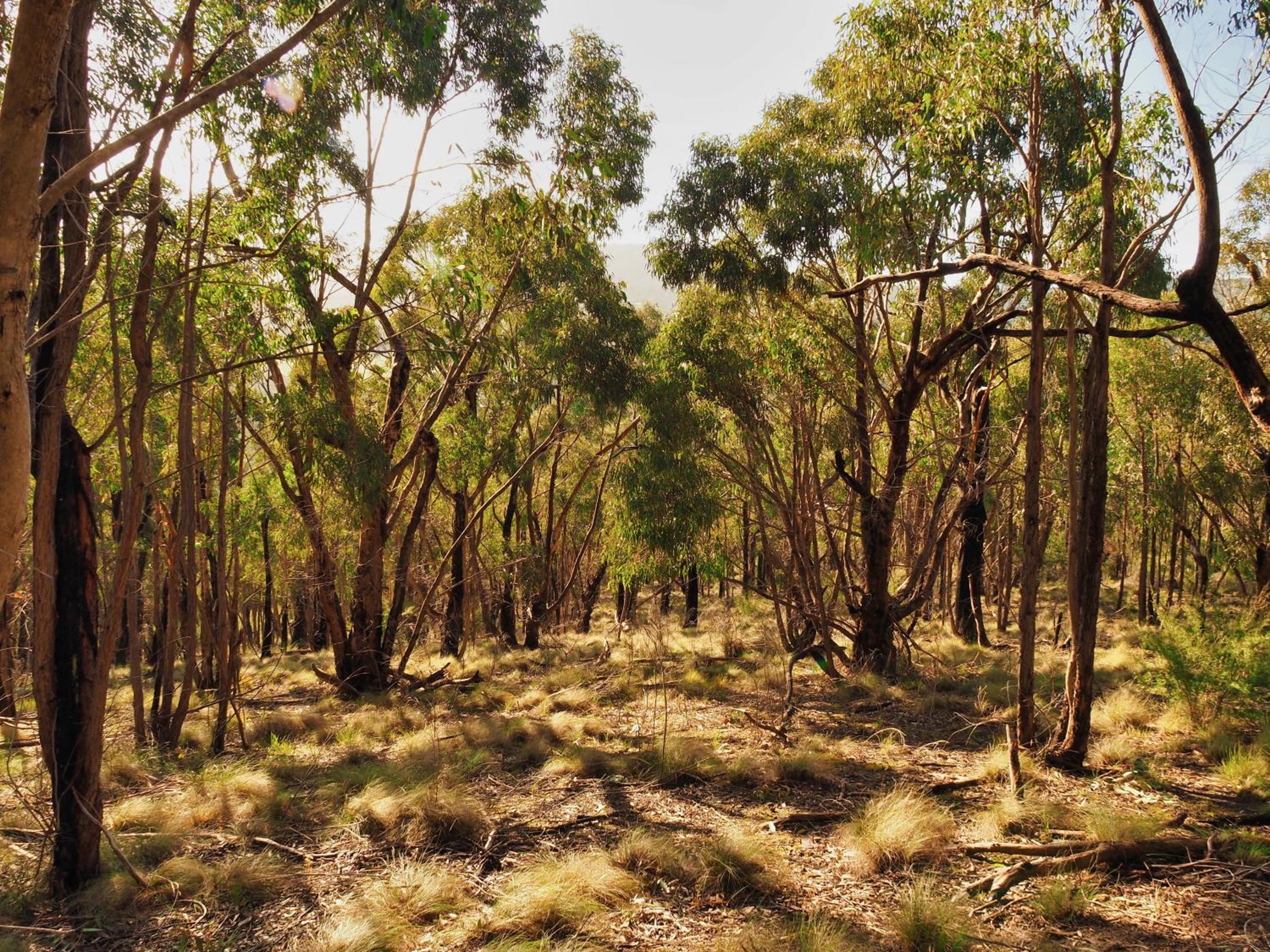 Blackwood Bush Retreat