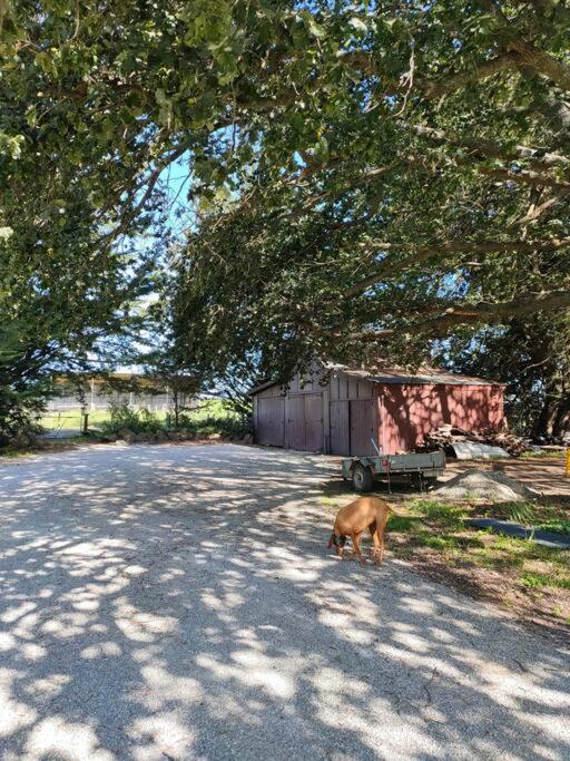 Burnside Homestead view 4
