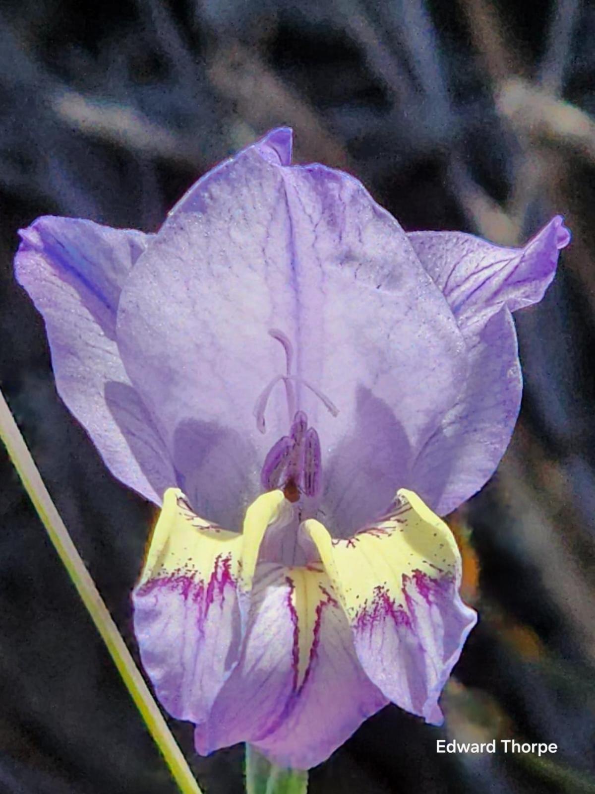 Photo 45