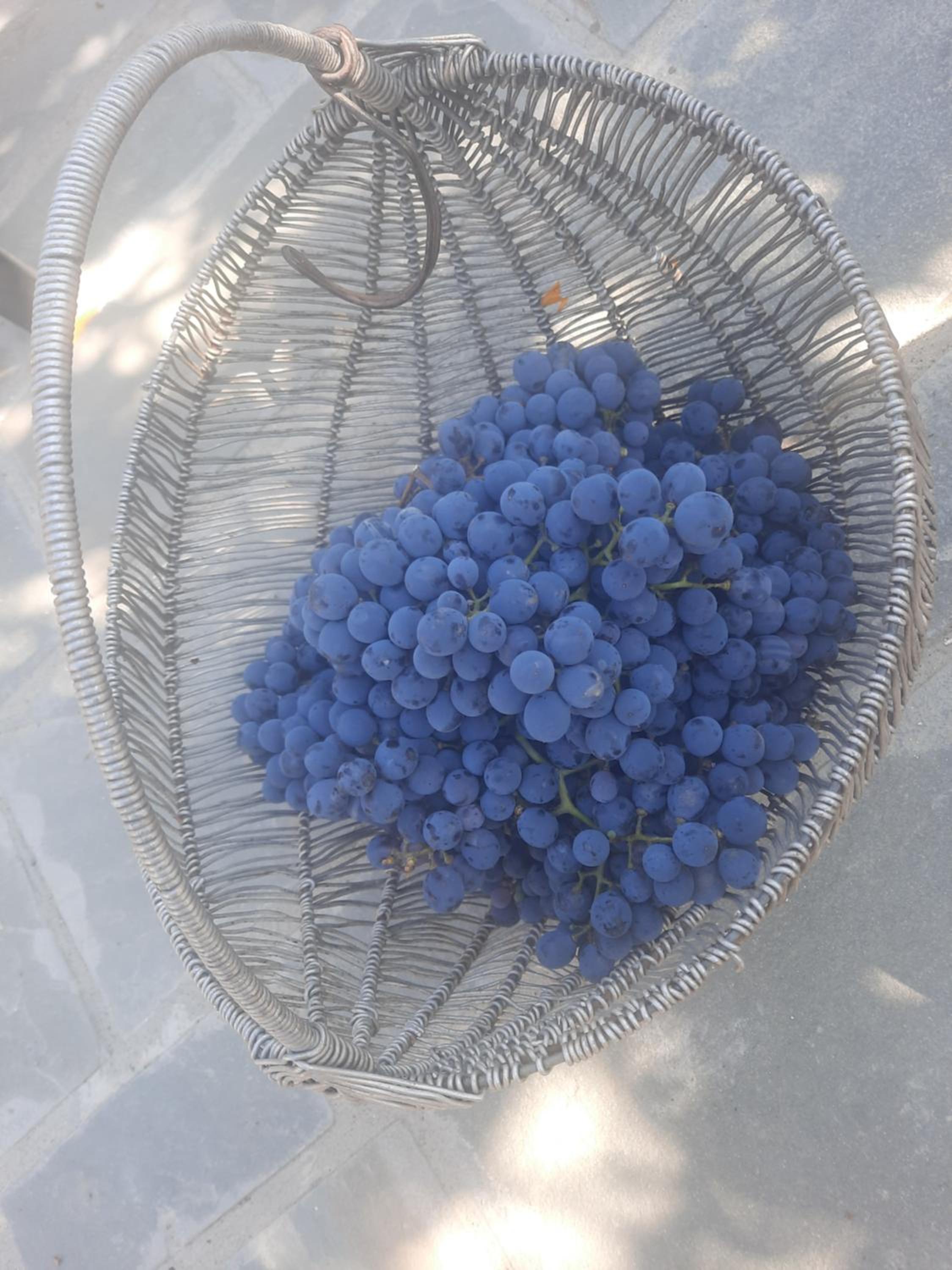 Bujtina Lugina e vjosës