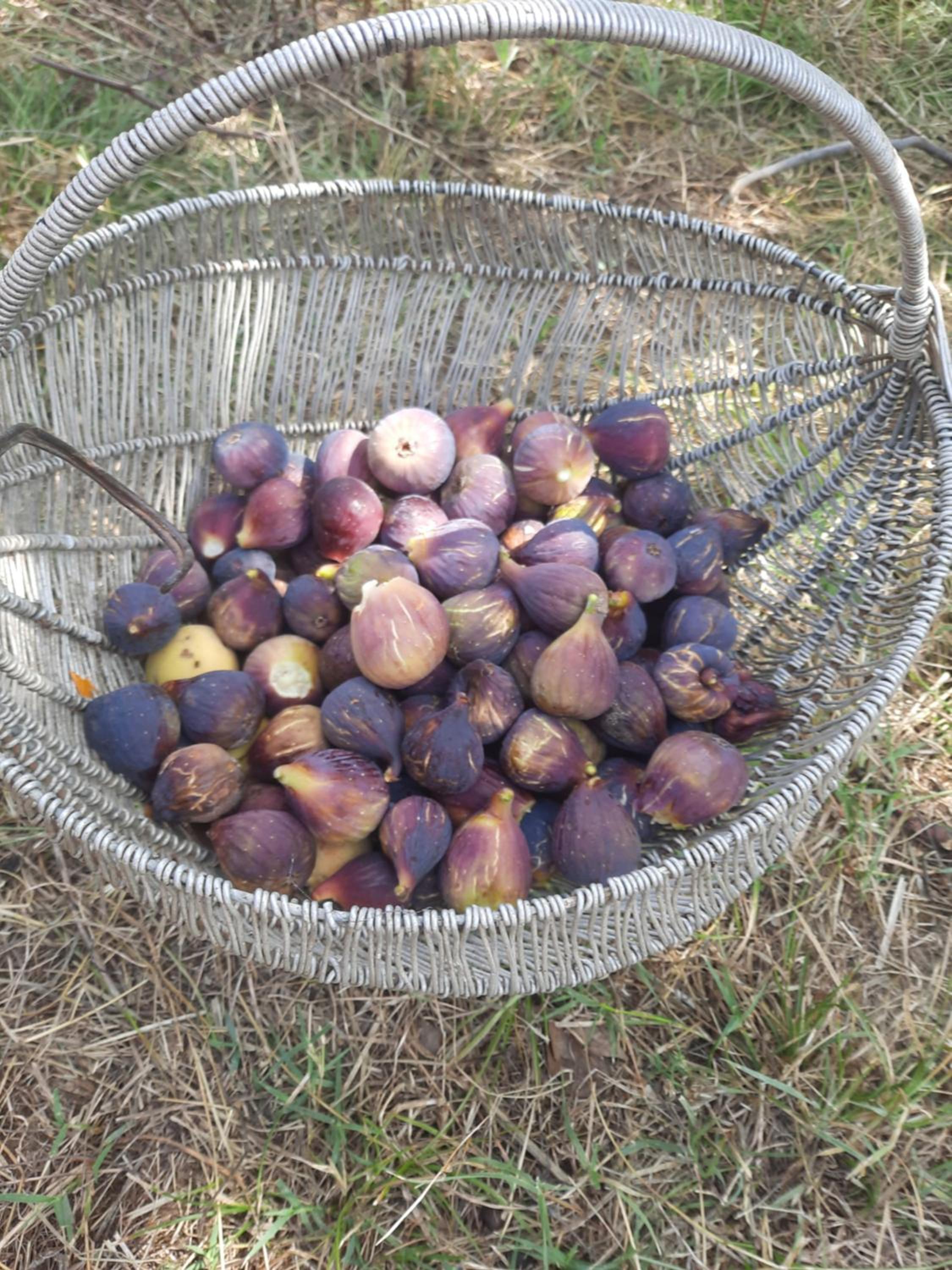 Bujtina Lugina e vjosës