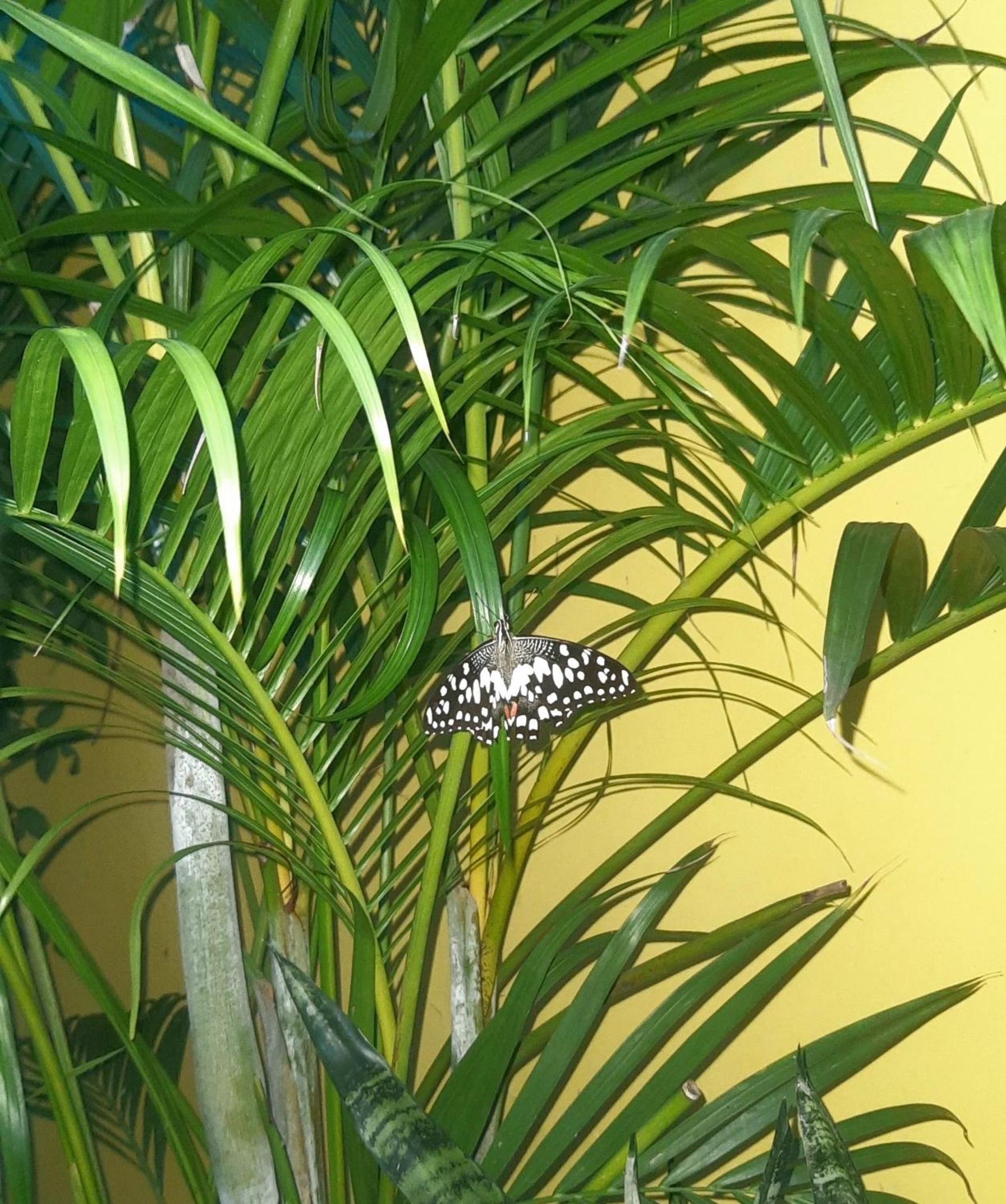 Uttarayana Home Stay