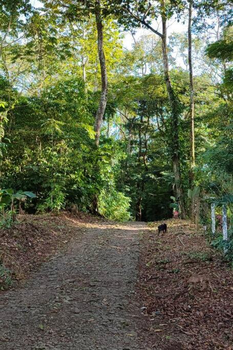 Aventura Familiar Bosque Tropical Volcán Arenal
