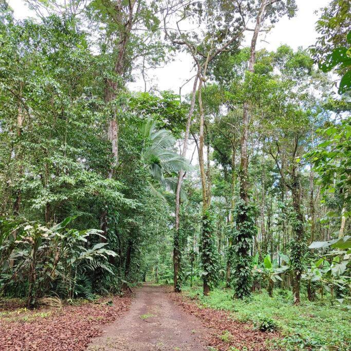 Aventura Familiar Bosque Tropical Volcán Arenal