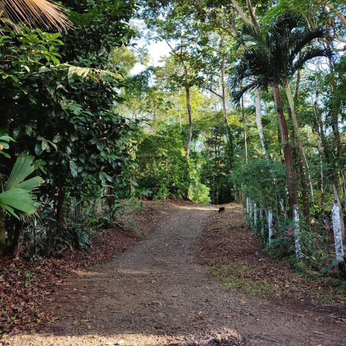 Aventura Familiar Bosque Tropical Volcán Arenal
