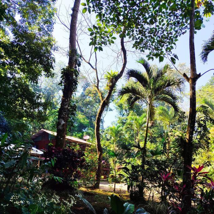 Aventura Familiar Bosque Tropical Volcán Arenal