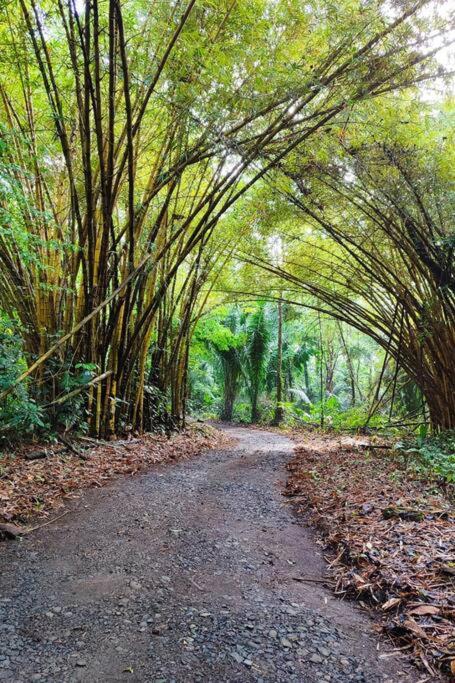 Aventura Familiar Bosque Tropical Volcán Arenal