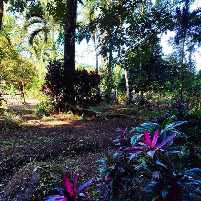 Aventura Familiar Bosque Tropical Volcán Arenal