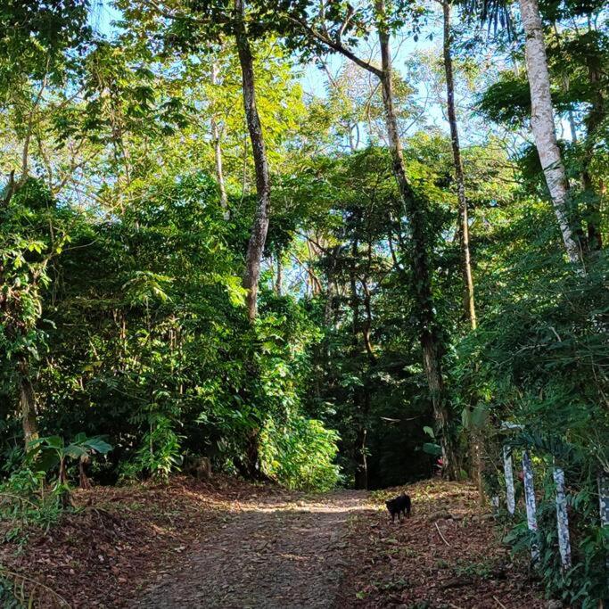 Aventura Familiar Bosque Tropical Volcán Arenal