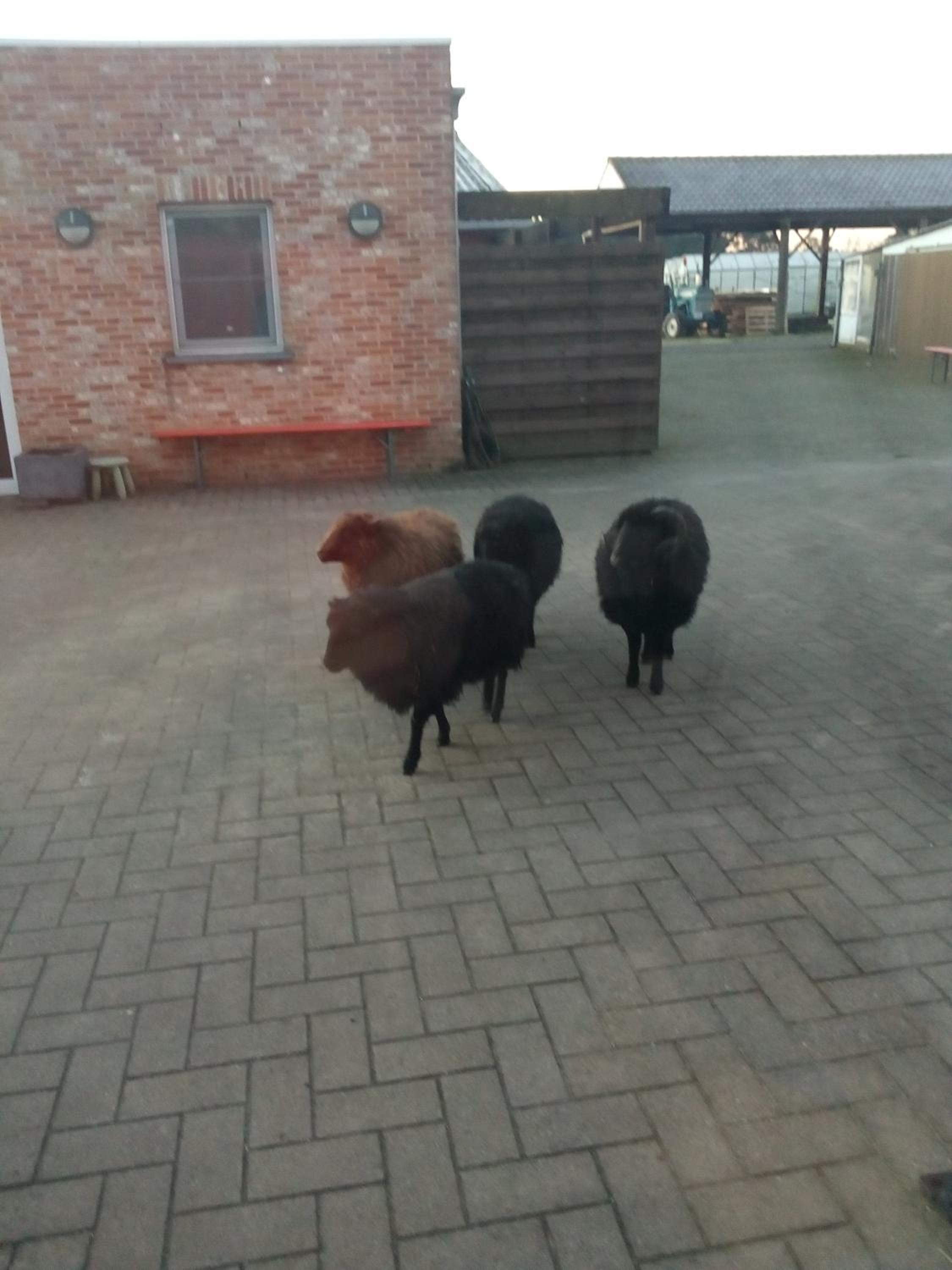 Hoeve Megusta