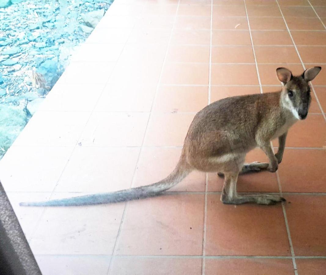 Wallaby Hideaway- Trinity Beach