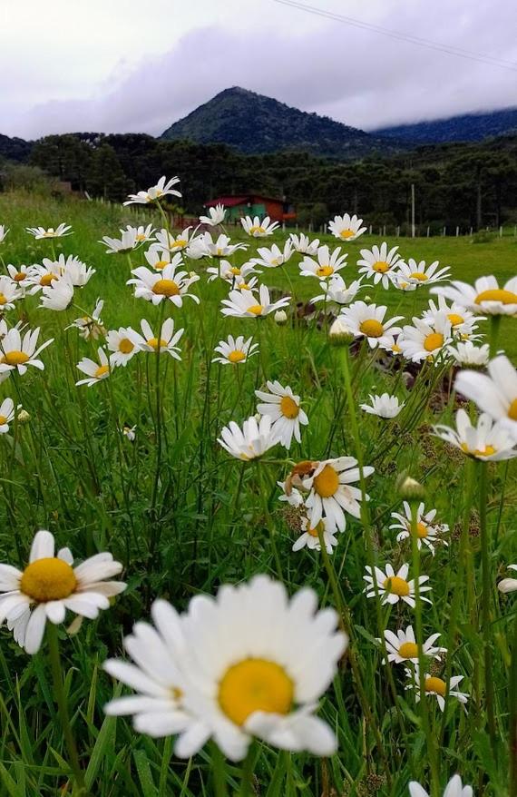 Refugio Brognoli - Chalés Suiços - Com banheira dupla de Hidromassagem