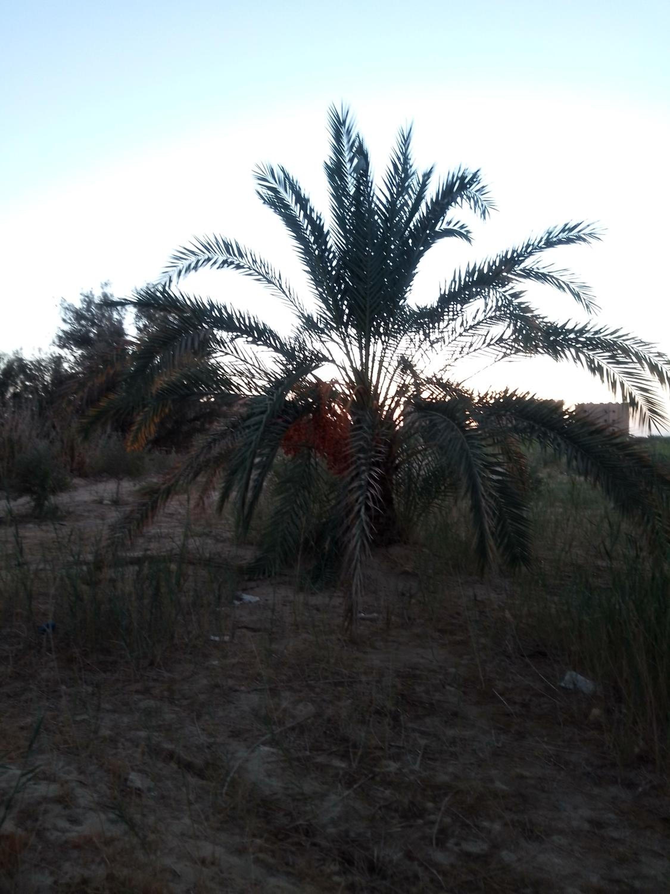 Sagda