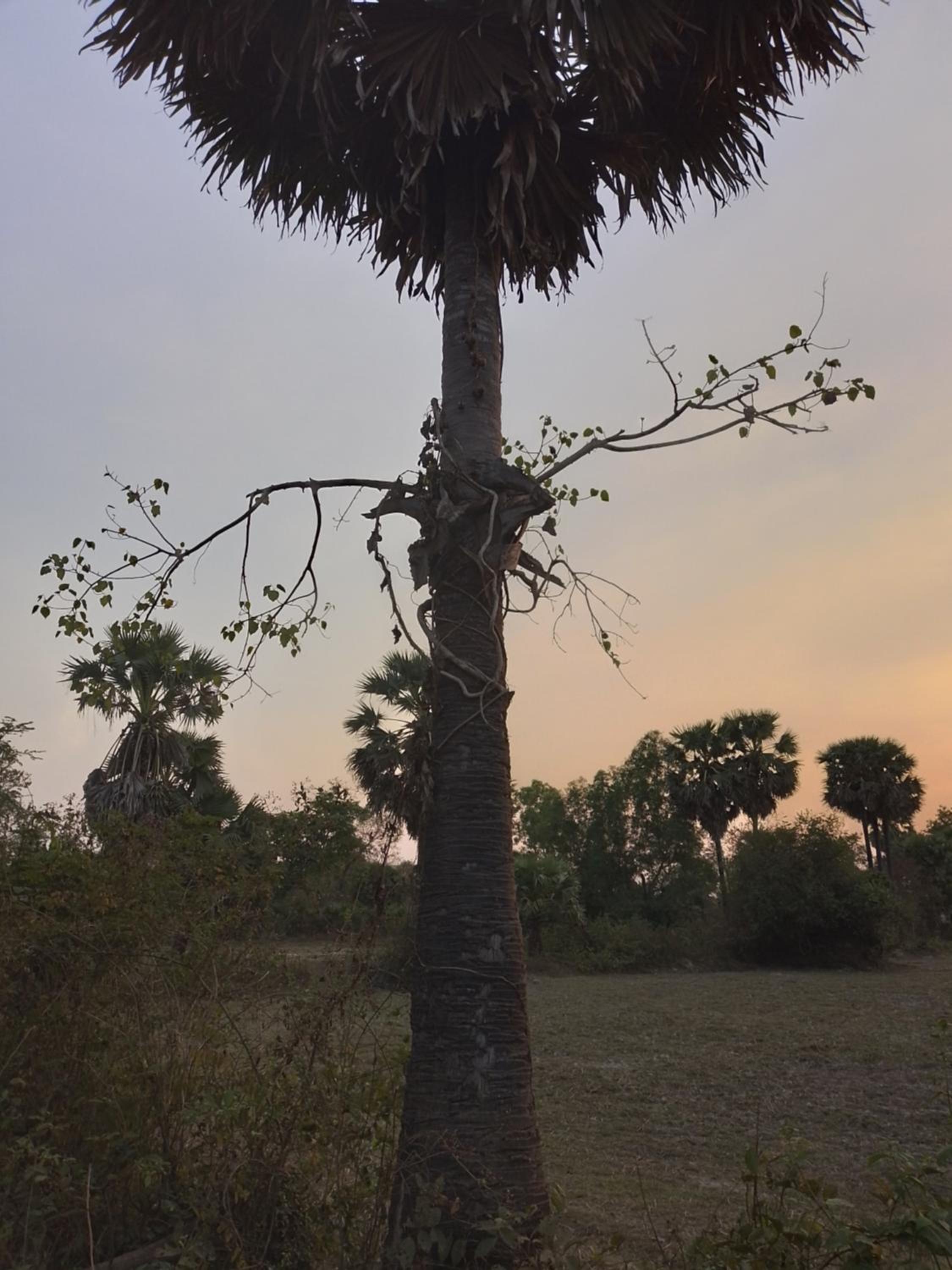 Siem Reap Countryside Farmstay