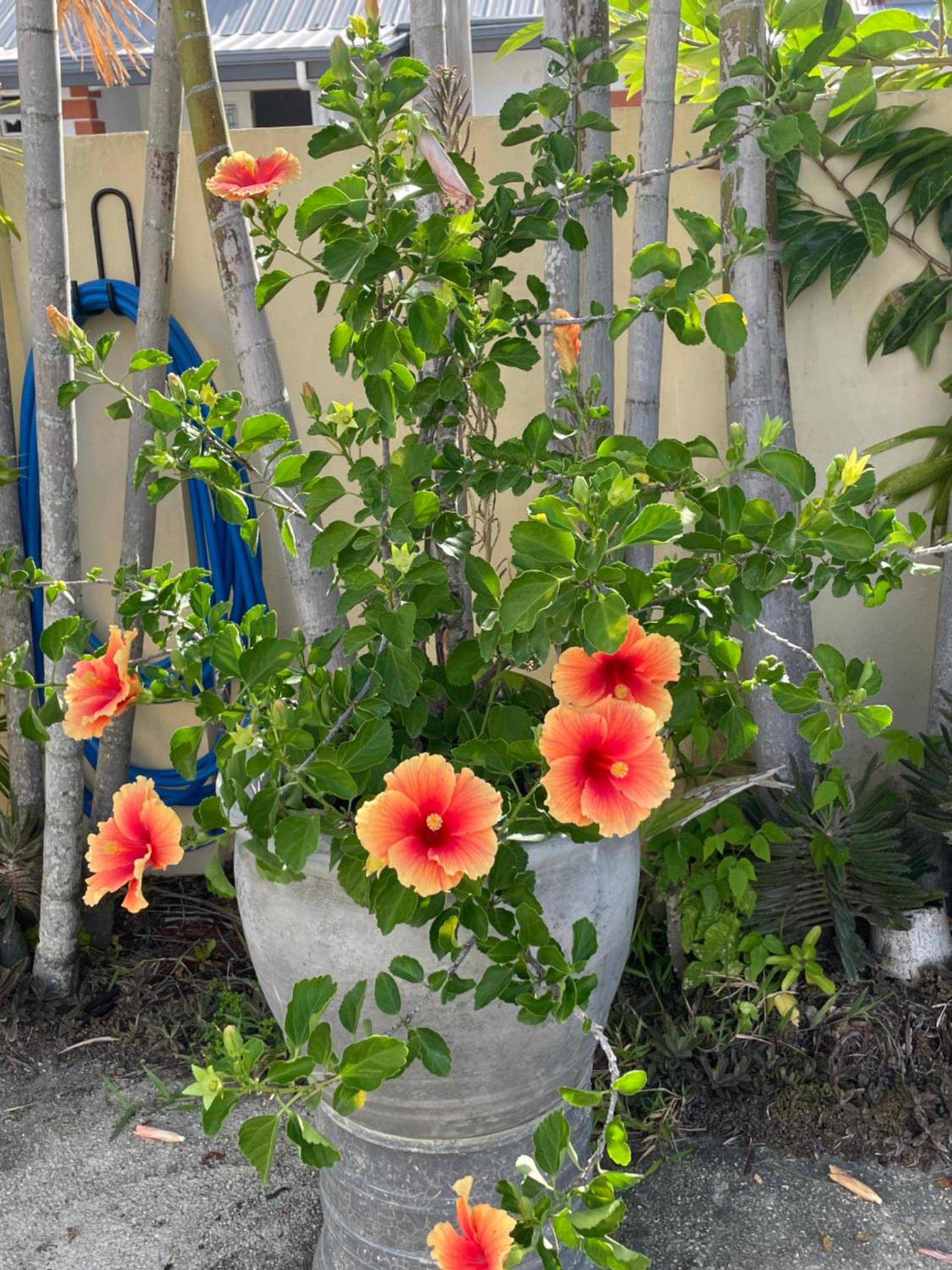 Bon accord Hummingbird Hideaway