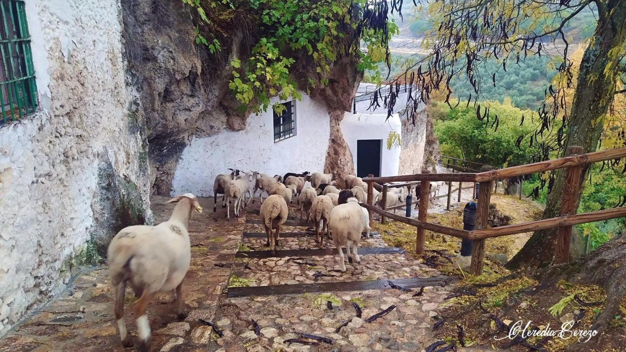 El Pinsapo Casa Rural