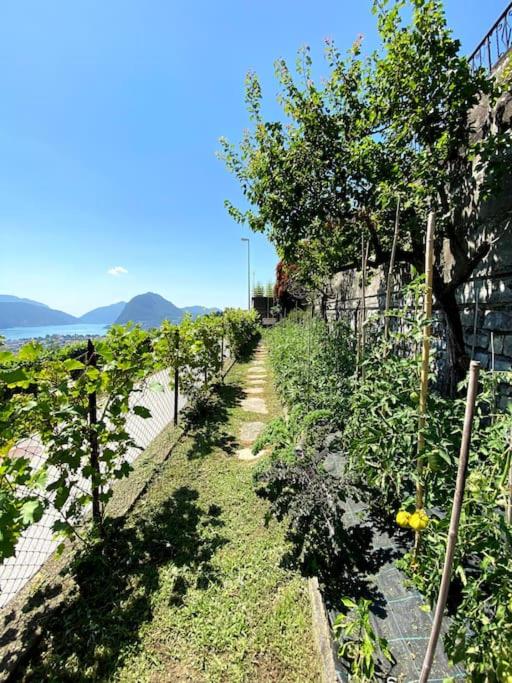The Lemon Trees House