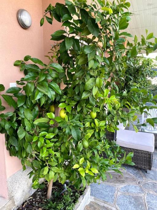 The Lemon Trees House