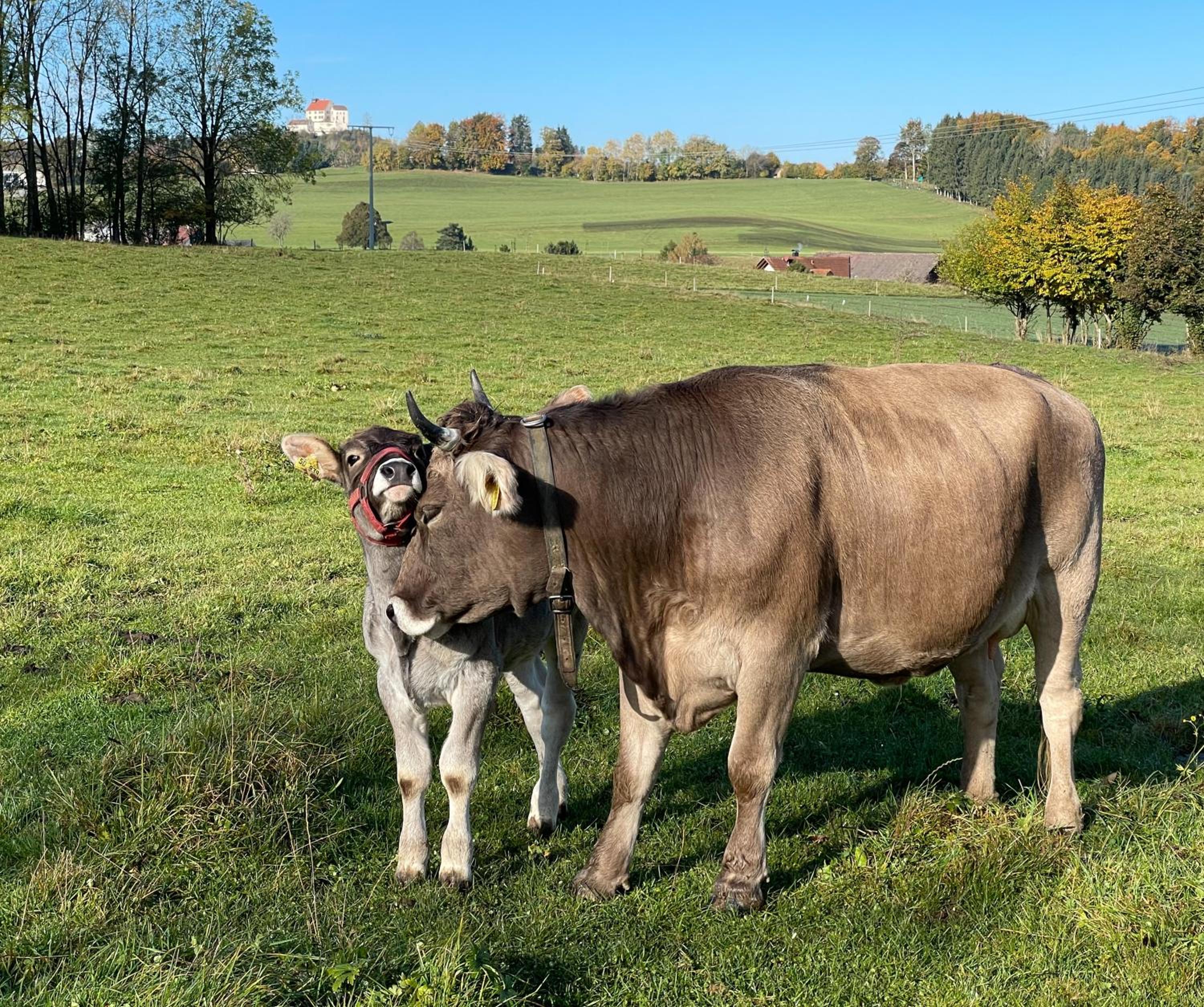 Ferienwohnung Hintermoos