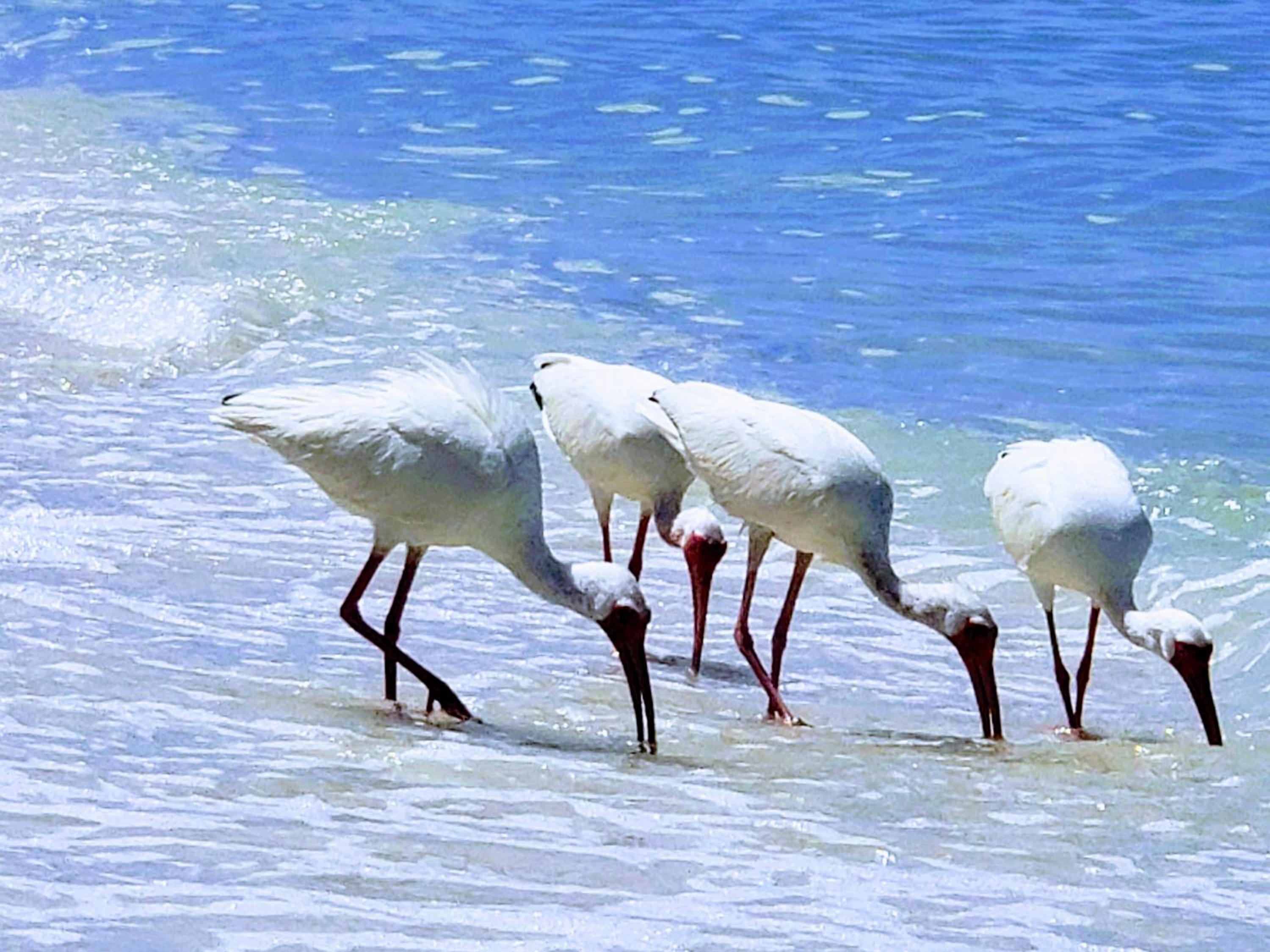 Gulf Front Bonita Beach Condo------April 2026 Special 6750 Entire Month