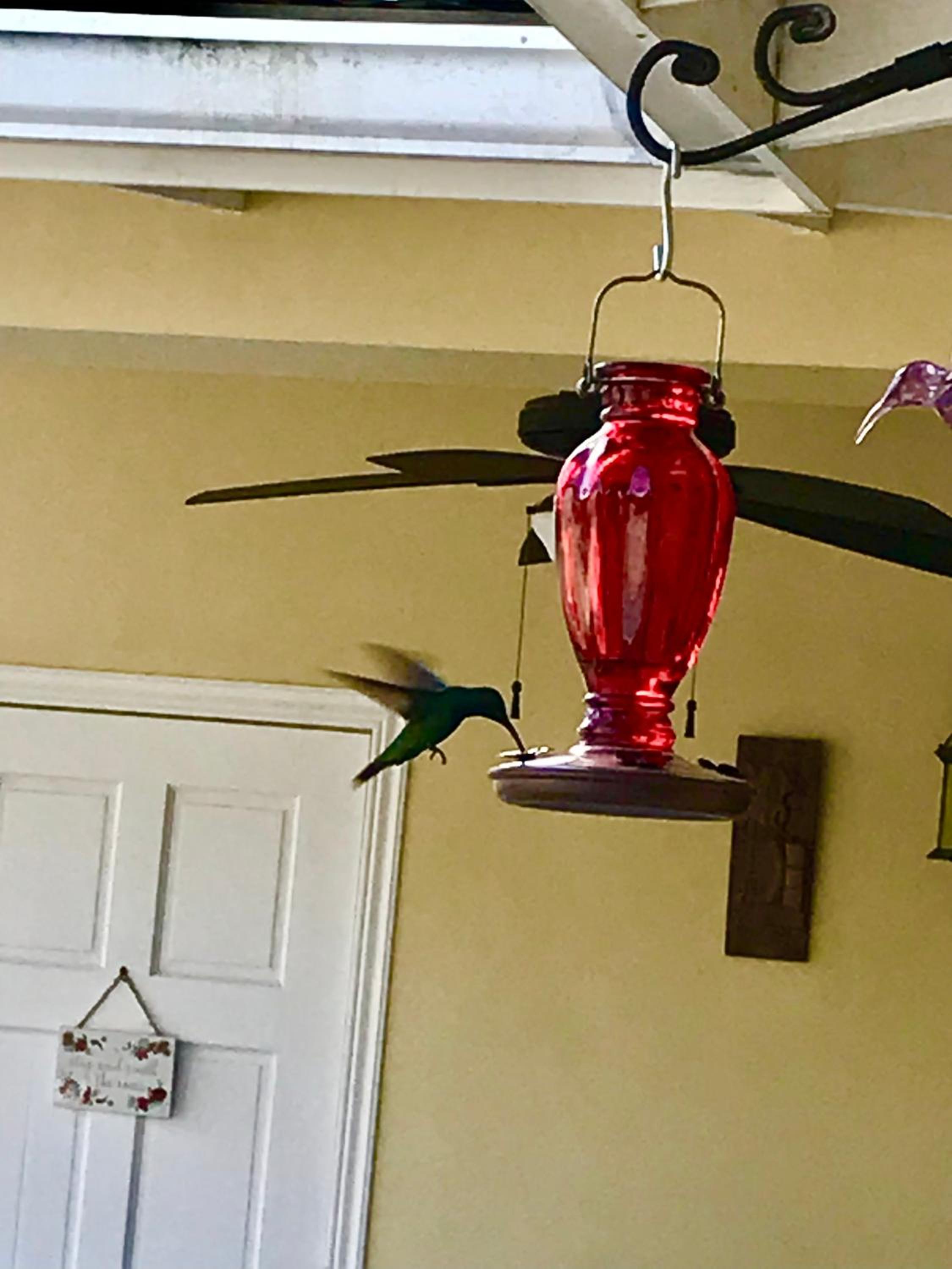 Bon accord Hummingbird Hideaway