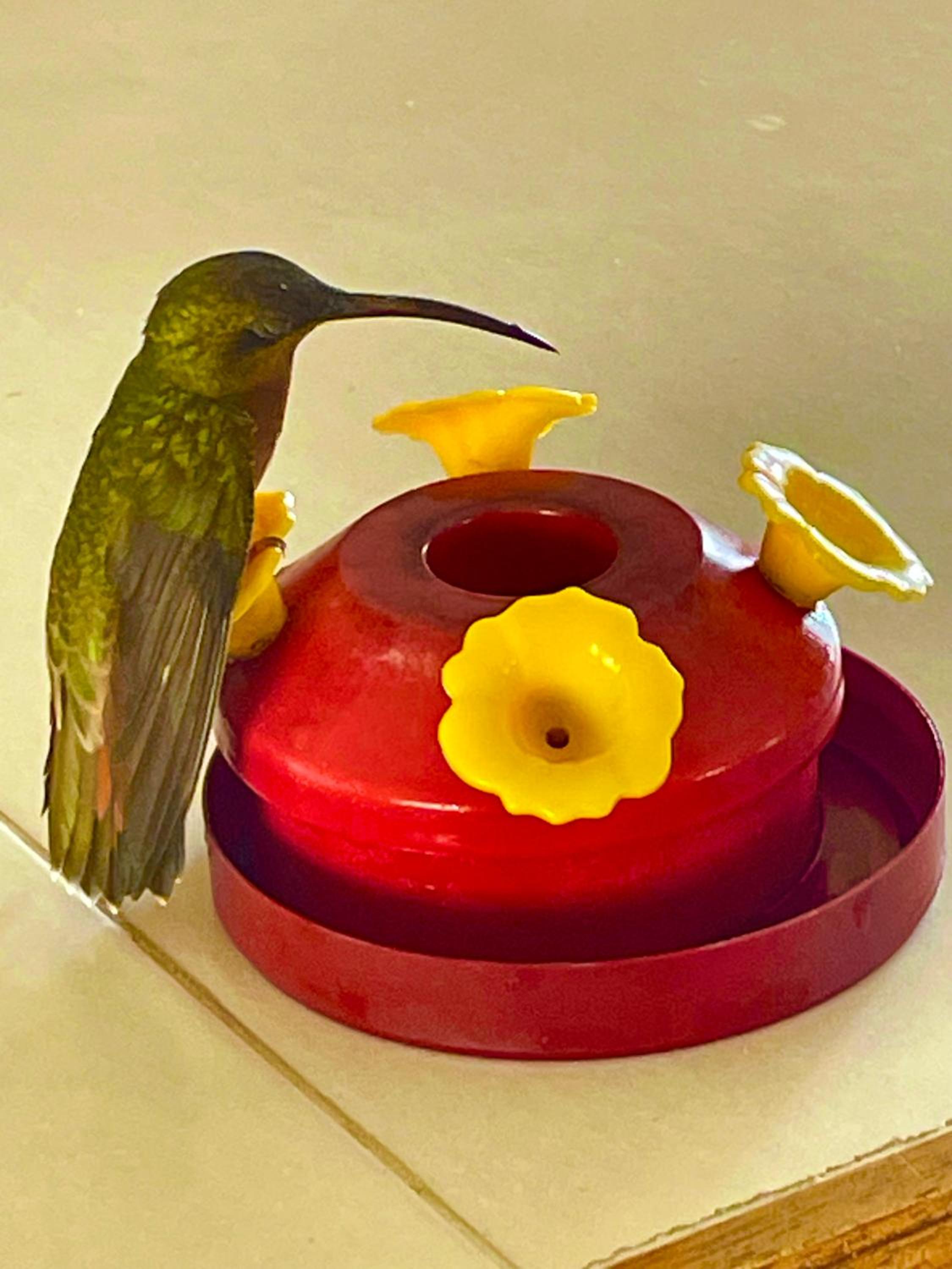 Bon accord Hummingbird Hideaway