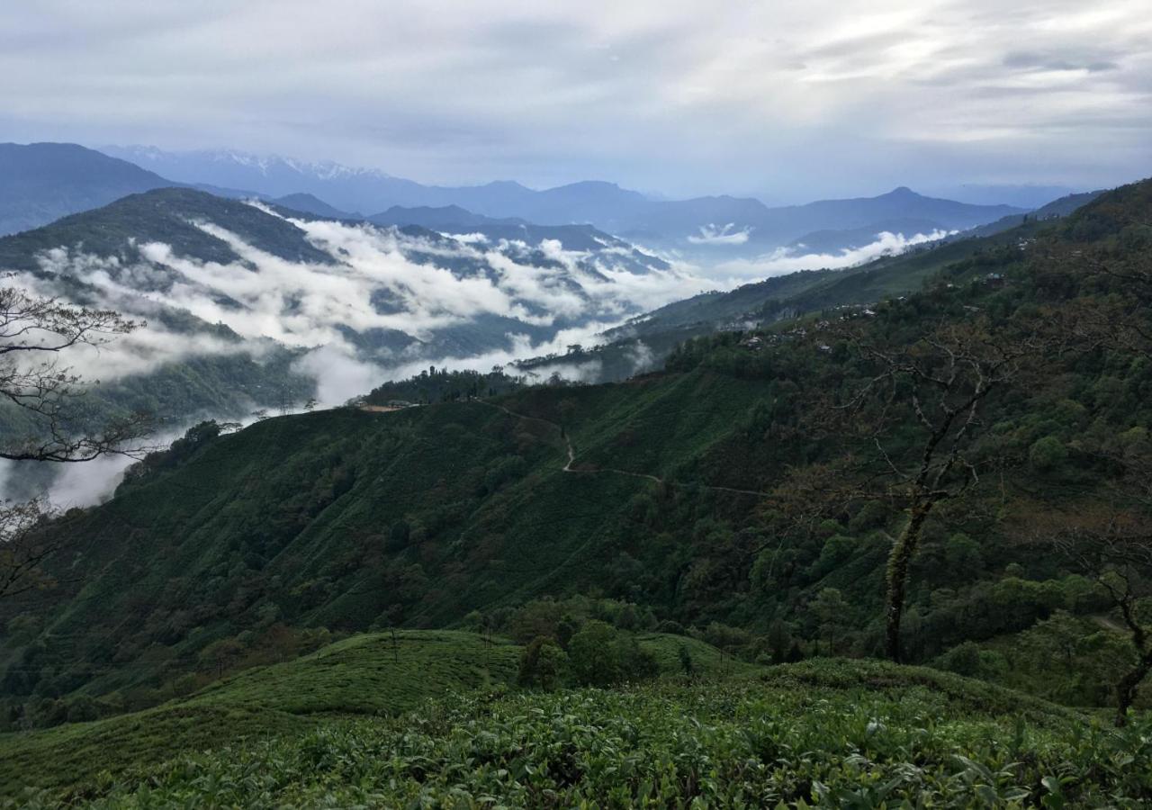Surya Homestay - Rural Tea Garden Homestay view 2