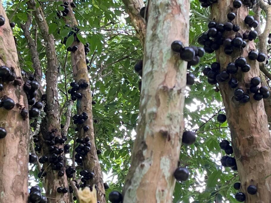 Refugio Jabuticaba, CASA DO TOPO - Romantismo sob o ceu estrelado