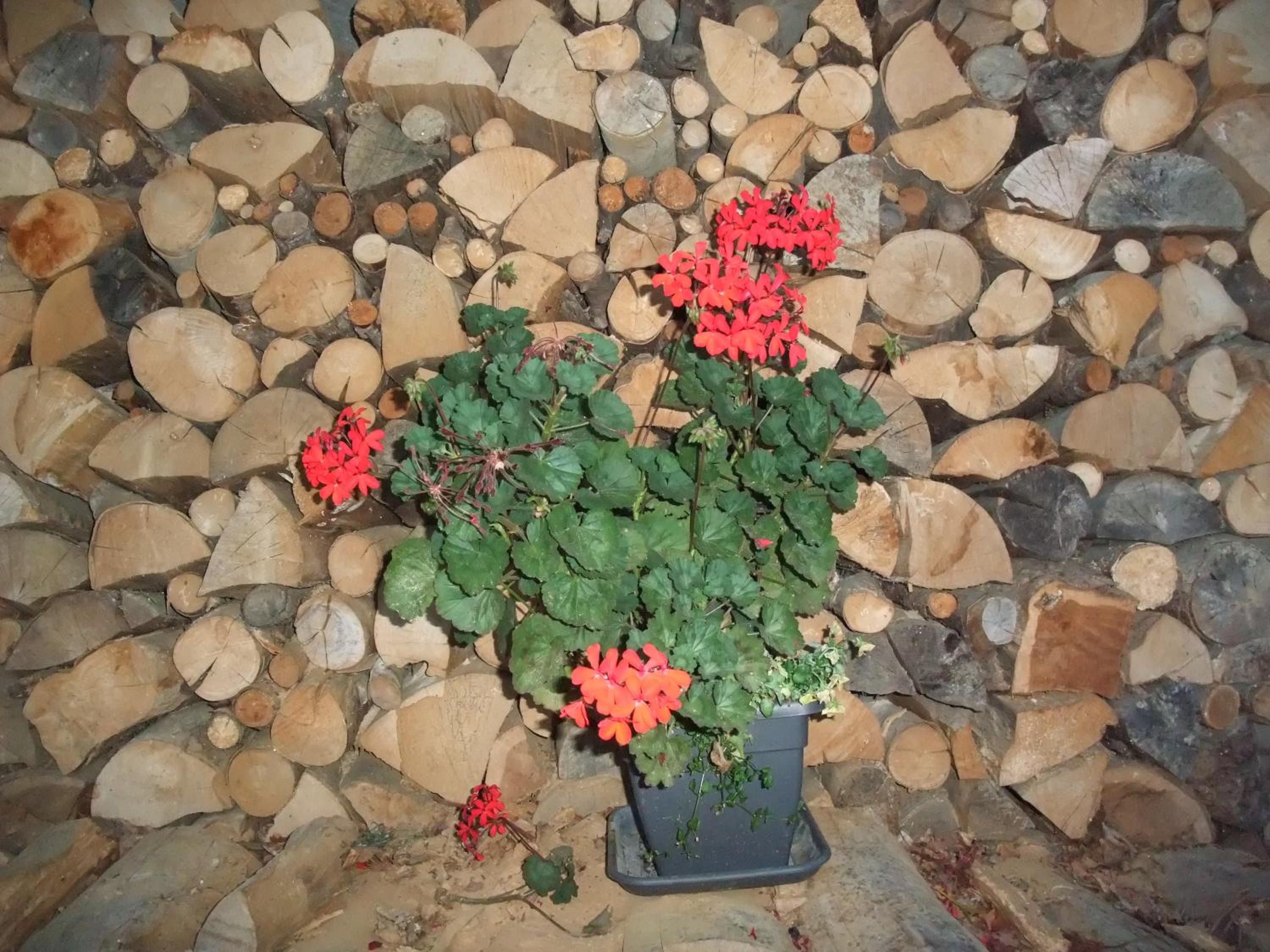 Photo 35