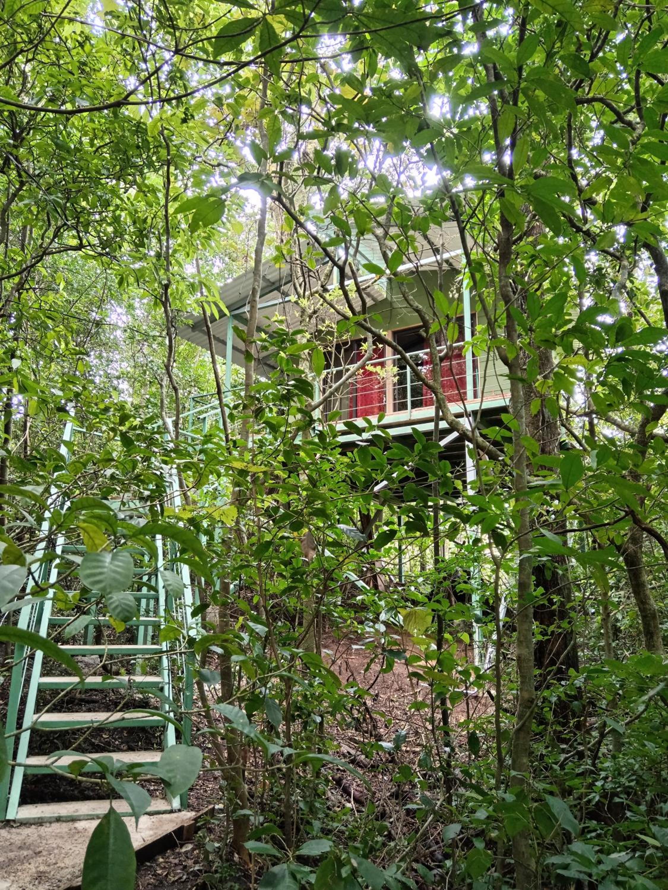 Jungle Living Tree Houses