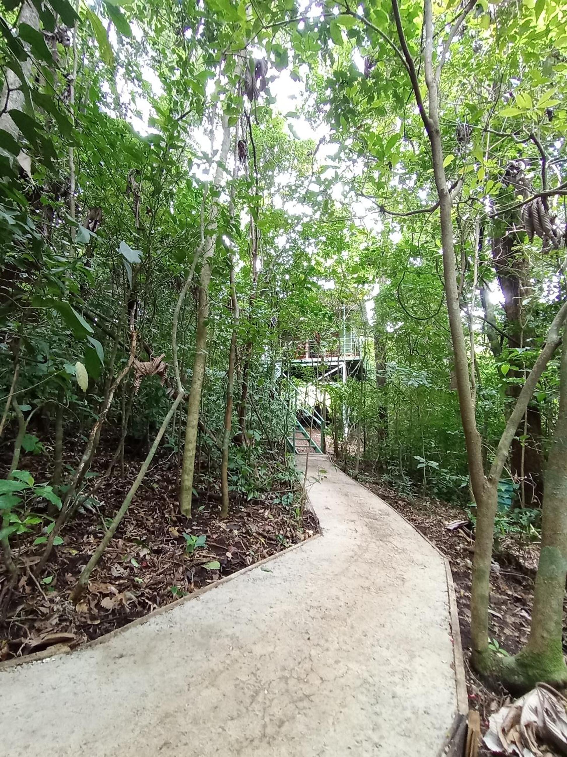 Jungle Living Tree Houses