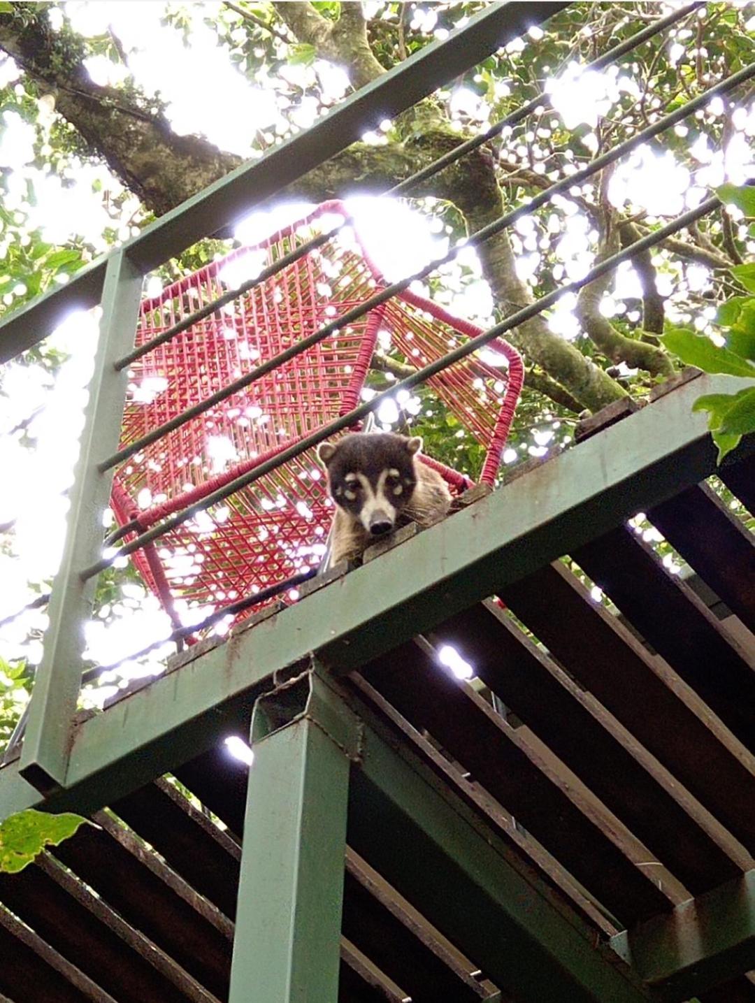 Jungle Living Tree Houses